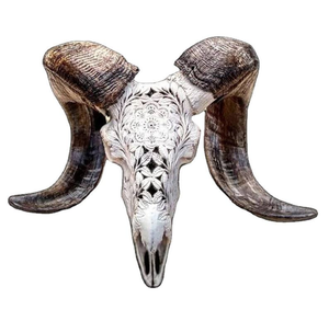 Exquisito cráneo de toro y carnero de búfalo tallado a mano con cuernos majestuosos, decoración de pared o soporte atemporal de tradebit - Product Image 1