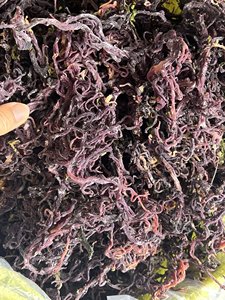 สาหร่ายไอริชมอสแห้งสีน้ำตาล (Chondrus Crispus Eucheuma Cottonii) ธรรมชาติ 100% จากเวียดนาม เวลเวทีน่า เทรซี่/เฮเซล - Product Image 2