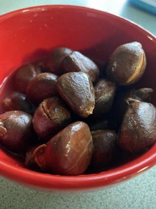 Good Quality Breadnuts for Sale - Product Image 5