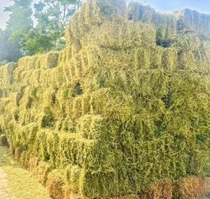 Foin Alfafa sans OGM USA de haute qualité pour l'alimentation des animaux Foin de luzerne/rongeur à vendre - Product Image 3