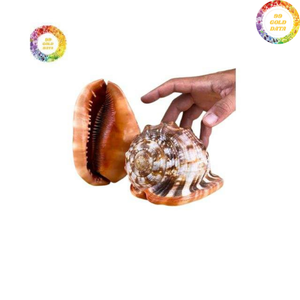 Coquille de Cassis Madagascariensis de qualité supérieure du Vietnam, fabriquée avec du matériau naturel pour la décoration et l'exposition. - Product Image 5