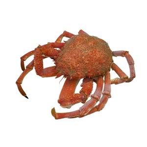 Cangrejo Araña Congelado Premium - Proveedor Mayorista de Cangrejo Araña - Product Image 5