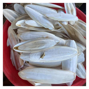 Os de seiche propre et durable pour perroquets, tortues et reptiles-emballé de manière hygiénique, expédié rapidement pour répondre à la demande du marché - Product Image 2