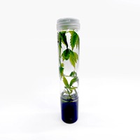Tubos de Ensayo de Laboratorio de Borosilicato de Alta Claridad, Cristalería Duradera y Segura para Esterilización, para Uso Científico y Médico