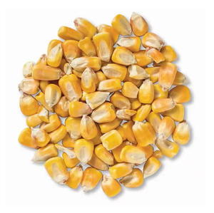 Maïs OGM ou NON OGM/MAÏS/Maïs jaune et maïs blanc pour l'alimentation humaine et animale - Product Image 1