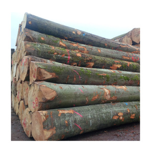 Troncos de haya a granel de regiones reconocidas por sus prácticas forestales sostenibles y la calidad premium del madera, distribución al por mayor - Product Image 5