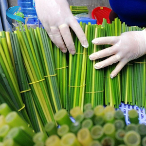 Pailles d'herbe naturelle pour l'utilisation de boissons sans plastique - Product Image 6