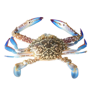 Proveedor principal, patas peladas listas para comer, carne de cangrejo centinela, tamaños pelados variados disponibles, buen precio - Product Image 1