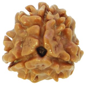 ARIHANT GEMS & JEWELS Perles en bois de Rudraksha népalais 3 Mukhi, Rudraksha marron pour des fins spirituelles - Product Image 1