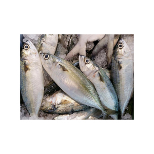 Atún indio congelado de alta calidad ofrecido a precios competitivos para distribuidores y procesadores de mariscos. - Product Image 4