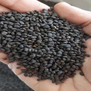 Vente en gros de Psoralea Corylifolia Seeds Fournisseur Babchi Herb Root Spice Market Price Inde Exportateur - Product Image 2