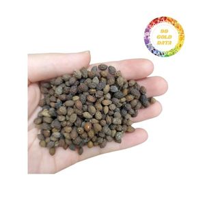 เมล็ดมะละกอทั้งหมดผ่านกระบวนการภายใต้เงื่อนไขควบคุมทำให้มั่นใจในคุณภาพและความสม่ำเสมอสำหรับคำสั่งซื้อในอุตสาหกรรมอาหารจำนวนมาก - Product Image 3