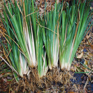 Fournitures de jardinage Vetver - Product Image 1