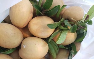 Fruits de saponilla congelés IQF pour les acheteurs de boissons, de services alimentaires et de vente au détail - Product Image 5