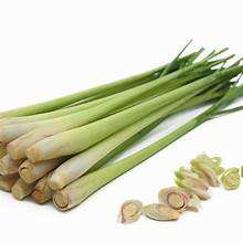 ETIQUETA LIMPIA NATURAL DE INGREDIENTES HERBALES PUROS A BASE DE PLANTAS CONGELADAS PARA APOYO INMUNE Y SABOR - Product Image 6