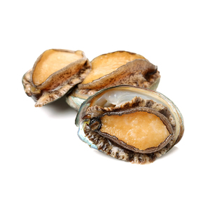 Abulón marino fresco de alta calidad, disponible para venta al por mayor a distribuidores y minoristas. - Product Image 2