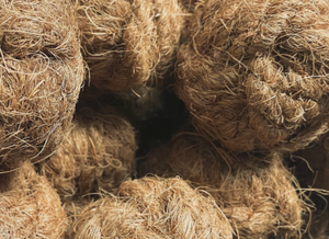 ผลิตภัณฑ์เคี้ยวใหม่: ฟันเคี้ยวลูกมะพร้าวธรรมชาติทำด้วยมือจาก100% - Product Image 5