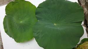 Hoja de loto fresca de alta calidad a precio de exportación de Vietnam - Product Image 2