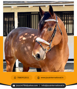 Accessoires de cheval de bride d'essorage de bonne qualité à bon prix pliable - Product Image 4