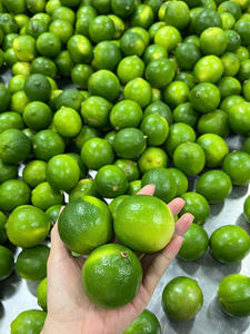 Limes vietnamiennes sans pépins de qualité supérieure Stockage à froid 30-45 jours Durée de conservation Fruits frais Qualité à l'exportation Prix compétitif - Product Image 3