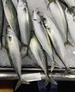 挪威出售鳟鱼/新鲜冷冻鳟鱼