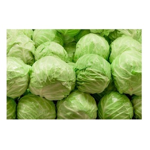 Repollo Verde Orgánico Fresco al Mejor Precio de Fábrica con Entrega Rápida - Product Image 4
