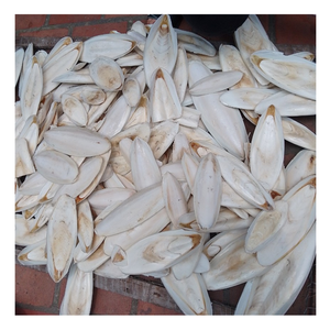 Best Price Chic <b>Cuttlefish</b> Bone From Vietnam, 100% Fresh <b>Cuttlefish</b> Bone For Pet Toy, Eco-Friendly <b>Cuttlefish</b> Bone For Polishing - Product Image 6