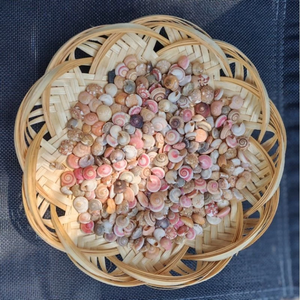Tiny Umbonium Shell Seashells for Art Crafts, Jewelries, Design, Decoration, <b>Fish</b> Tank from Vietnam - Product Image 1