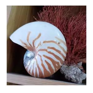 Coque Nautilus fabriquée artisanalement du Vietnam pour la décoration côtière de luxe et les affichages de collection - Product Image 2