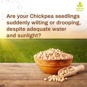 Garbanzo Protección Vegetal Por MagicGro Super - Product Image 2