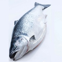 Poisson saumon surgelé norvégien de Offre Spéciale qualité supérieure poisson saumon surgelé de Norvège 10kg 12 kg emballage en carton livraison Ddp Cif la plus rapide