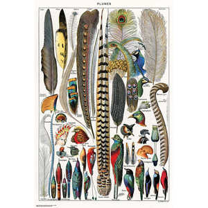Affiche Plumes d'Adolphe Millot pour décoration murale - Product Image 1