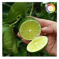 Lime verte sans pépins fraîche et naturelle du Vietnam, peau fine, saveur forte, longue durée de conservation pour l'exportation et les services alimentaires