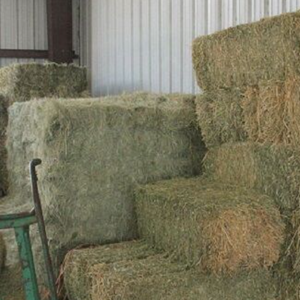 Alfalfa al Mejor Precio en Venta, Heno de Alta Calidad Apto para Ganado, Caballos, Vacas, Conejos y Compradores Mayoristas - Product Image 5