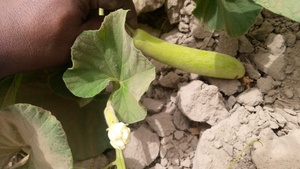 Graines hybrides F1 spéciales de courge bouteille Longue Étoile de Lune, pureté 99,99%, germination 85% - Product Image 2
