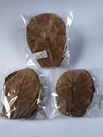 INDONÉSIE EXTRAIT DE PLANTE SOINS DE SANTÉ NOUVEAU PRODUIT DE HAUTE QUALITÉ VENDANT CATAPPA OU FEUILLES SÉCHÉES D'AMANDES INDIENNES