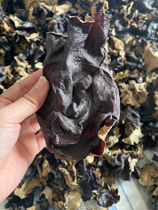 เห็ดหูหนูดำแห้งจากเวียดนาม เนื้อหนา สีดำเข้ม อบแห้งสะอาด สำหรับส่งออกจำนวนมาก - Product Image 5