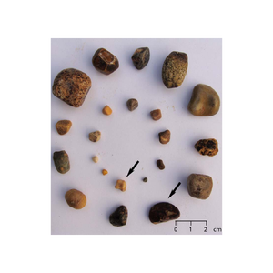 Cálculos Biliares de Piedra Dura (Tipo Vesical de Ganado) Ofrecidos a Precio de Descuento para Uso en Alimentos Saludables - Product Image 2