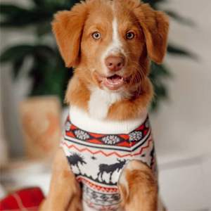 Sweat-shirt de rugby confortable et élégant personnalisable avec logos idéal pour les sports d'équipe et les vêtements décontractés disponibles dans toutes les tailles - Product Image 5