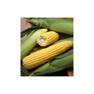 Wholesale Price Non-Glutinous Yellow Maize Seeds 100% Natural Quality Corn Seeds For Export in Portugal