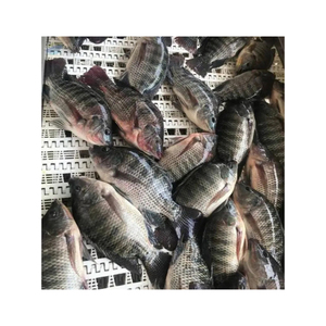 Pescado Tilapia Fresco de Primera Calidad, Entero, para Catering y Restaurantes - Product Image 6