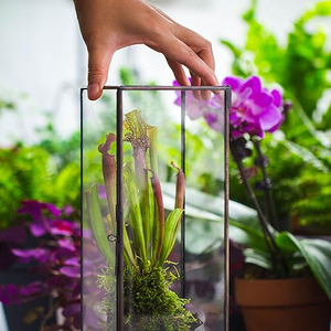 Superior Best Quality Vintage <b>Clear</b> <b>Glass</b> <b>Vase</b> Garden Moss Decorative Air Plants Tabletop Decoration Home Office Terrarium Deco - Product Image 5