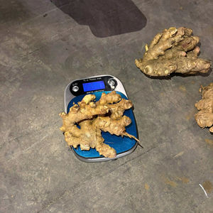 Jengibre Vietnamita de Alta Calidad, Fresco, Limpio, Lavado, con Fuerte Aroma, Precio al por Mayor - Product Image 1