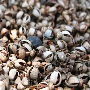 Coquille de palme de déchets agricoles d'indonie à prix compétitif à vendre - Product Image 2