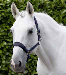 Colliers de tête de cheval de haute qualité, style anglais traditionnel, pour le saut en plein air et l'entraînement quotidien, colliers de tête de cheval, service OEM - Product Image 1
