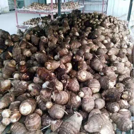 Таро кокоям