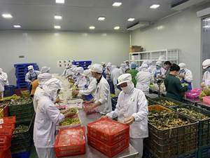 ลำไยแช่แข็งจากเวียดนามที่มีคุณภาพสูงและราคาถูก - Product Image 5