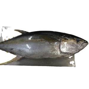 Thon à nageoires jaunes surgelés de qualité supérieure à prix compétitif/moulinets de thon albacore surgelé bluk farine de poisson