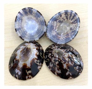 Shell de Lapa de calidad de exportación de Vietnam perfecto para protector de pezón de bricolaje o suministro de artesanía de concha decorativa y hecha a mano - Product Image 1