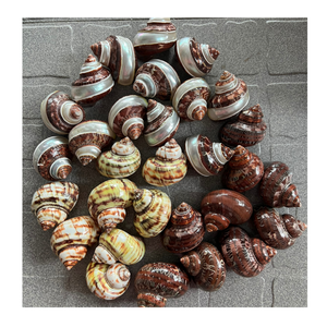 เปลือกหอยสารพันที่สวยงามเหมาะสำหรับงานศิลปะตามสั่งงานฝีมือชายฝั่งและแนวคิดการตกแต่งภายใน - Product Image 5